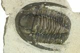 Bargain, Diademaproetus Trilobite - Ofaten, Morocco #287313-1